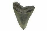 Serrated, Fossil Megalodon Tooth - South Carolina #356836-1